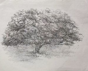 Encina