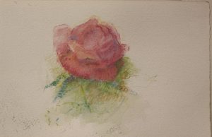 Rosa